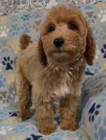 Lilly, a female Goldendoodle for sale in Mesa, AZ – 4 of 5