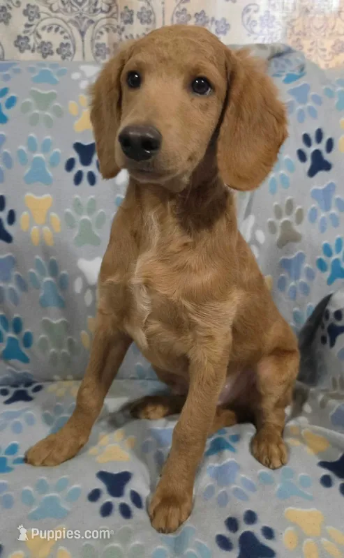 Fonzy – Goldendoodle puppy for sale in Mesa, AZ