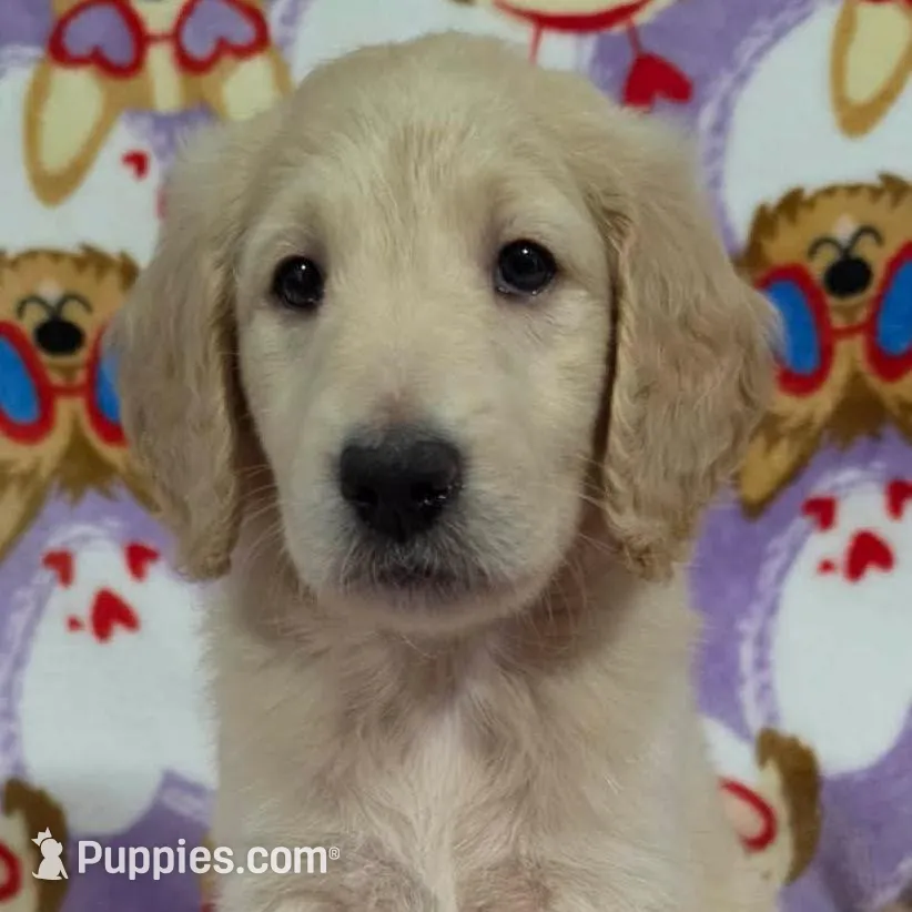 Misty – Goldendoodle puppy for sale in Mesa, AZ
