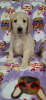 Misty, a female Goldendoodle for sale in Mesa, AZ – Photo 3 of 4