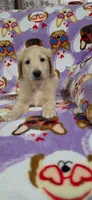 Misty, a female Goldendoodle for sale in Mesa, AZ – Photo 2 of 4