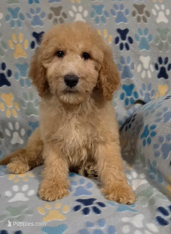 Bob – Goldendoodle puppy for sale in Mesa, AZ