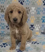 Fonzy, a male Goldendoodle for sale in Mesa, AZ – 2 of 6