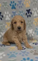 Barnie, a male Miniature Goldendoodle for sale in Mesa, AZ – 1 of 3