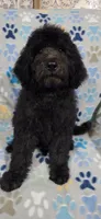 June, a female Goldendoodle for sale in Mesa, AZ – 3 of 4