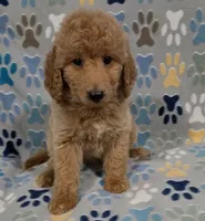 Brownie, a male Goldendoodle for sale in Mesa, AZ – 5 of 7