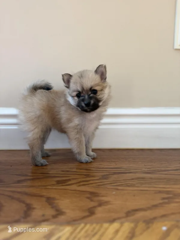 Cindy – Pomeranian puppy for sale in Yonkers, NY