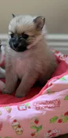 Cindy, a female Pomeranian for sale in Yonkers, NY – Photo 2 of 4