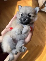 Cindy, a female Pomeranian for sale in Yonkers, NY – Photo 4 of 4