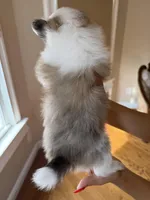 Cleo, a female Pomeranian for sale in Yonkers, NY – Photo 4 of 4