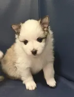 Cleo, a female Pomeranian for sale in Yonkers, NY – Photo 3 of 4