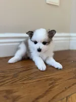 Cleo, a female Pomeranian for sale in Yonkers, NY – Photo 2 of 4