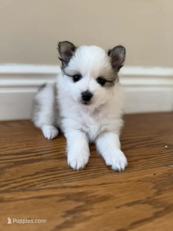Cleo – Pomeranian puppy for sale in Yonkers, NY
