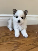 Cleo, a female Pomeranian for sale in Yonkers, NY – Photo 1 of 4