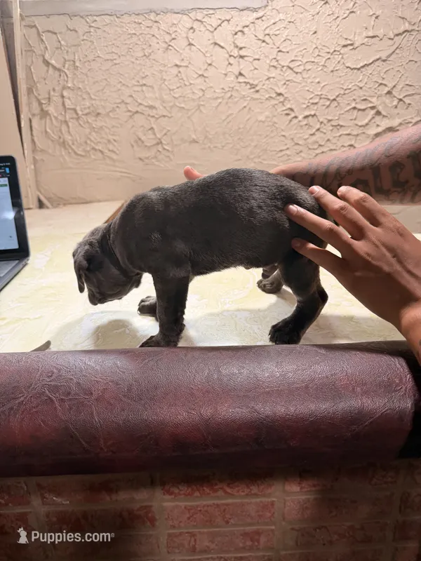 Zuma (black collar) – Cane Corso puppy for sale in Saint Louis, MO