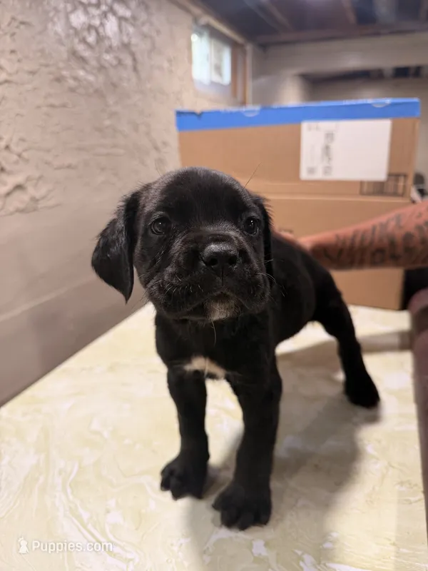 Chapo (orange collar) – Cane Corso puppy for sale in Saint Louis, MO