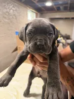 Zuma (black collar), a male Cane Corso for sale in Saint Louis, MO – 2 of 3