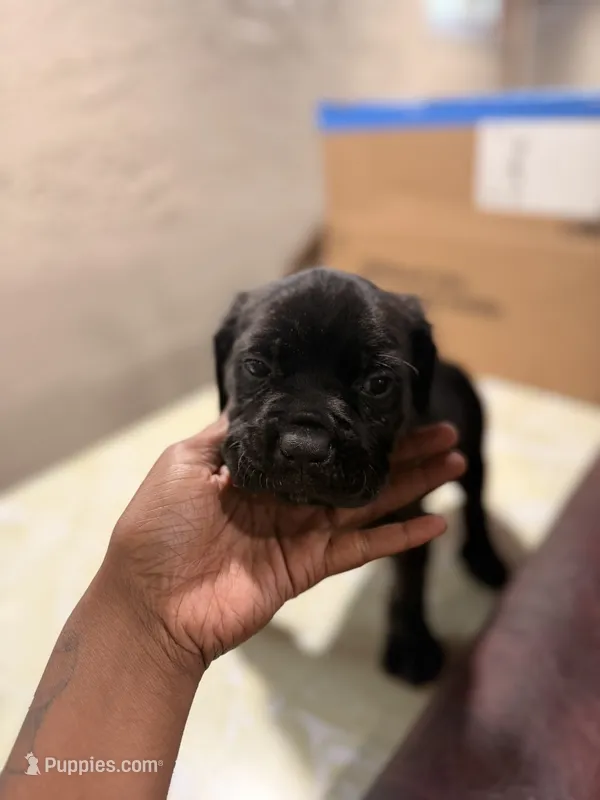 Rambo (red collar) – Cane Corso puppy for sale in Saint Louis, MO