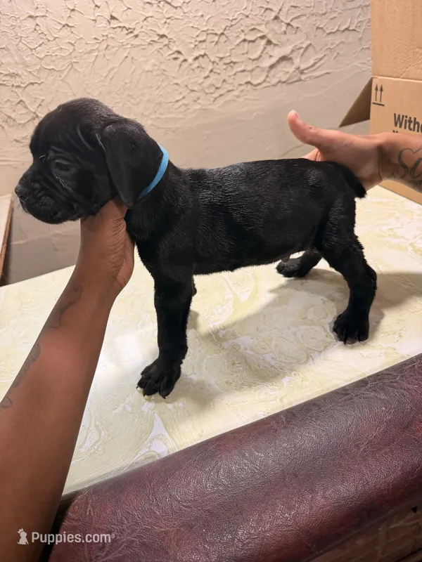 Aries (light Blue collar) – Cane Corso puppy for sale in Saint Louis, MO