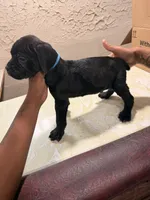 Aries (light Blue collar), a male Cane Corso for sale in Saint Louis, MO – 1 of 2