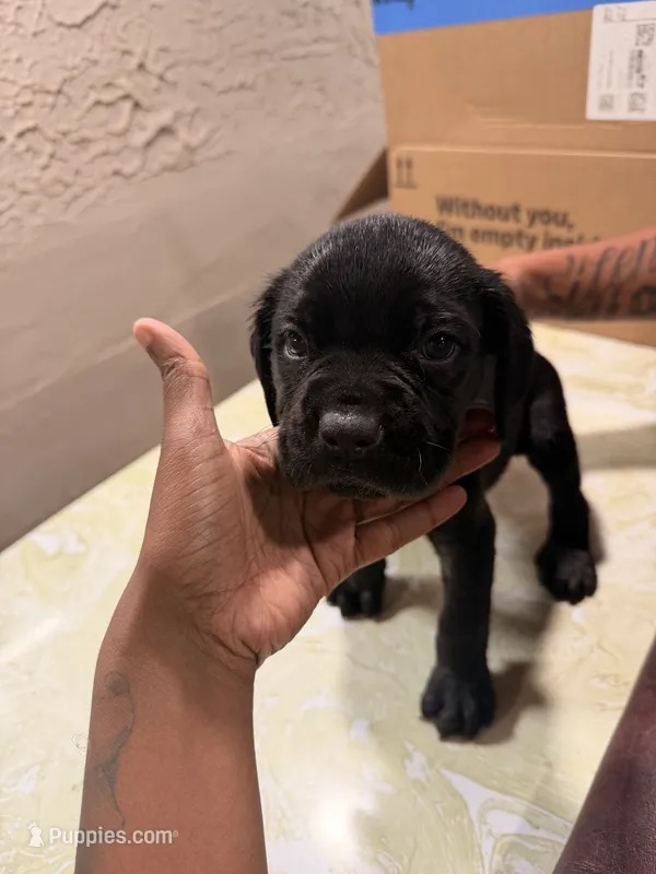 Midnight (white collar) – Cane Corso puppy for sale in Saint Louis, MO