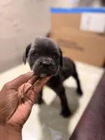 Diesel (gray collar), a male Cane Corso for sale in Saint Louis, MO – 2 of 2