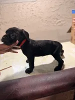 Rambo (red collar), a male Cane Corso for sale in Saint Louis, MO – 2 of 2