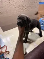 Zuma (black collar), a male Cane Corso for sale in Saint Louis, MO – 3 of 3