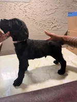 Midnight (white collar), a male Cane Corso for sale in Saint Louis, MO – 2 of 2