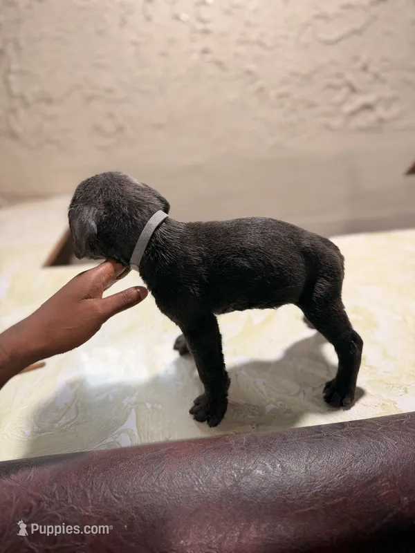 Diesel (gray collar) – Cane Corso puppy for sale in Saint Louis, MO