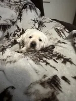Snow, a female Labrador Retriever for sale in Cabazon, CA – 2 of 5