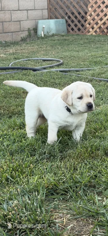 Sandy – Labrador Retriever puppy for sale in Cherry Valley, CA