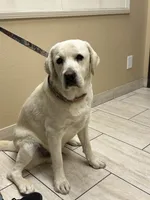 Lily, a female Labrador Retriever for sale in Cherry Valley, CA – 7 of 8
