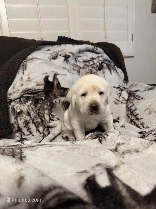 Lily – Labrador Retriever puppy for sale in Cabazon, CA