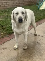 Sandy, a female Labrador Retriever for sale in Cherry Valley, CA – 6 of 8