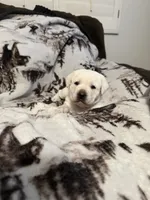 Snow, a female Labrador Retriever for sale in Cabazon, CA – 4 of 5