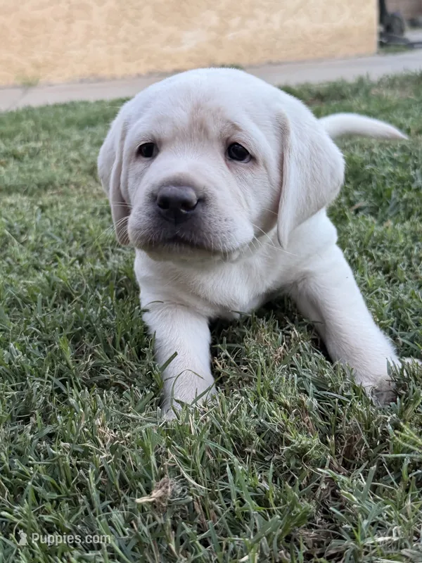 Lily – Labrador Retriever puppy for sale in Cherry Valley, CA