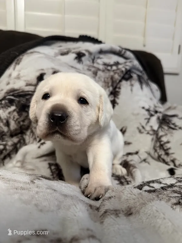 Snow – Labrador Retriever puppy for sale in Cabazon, CA