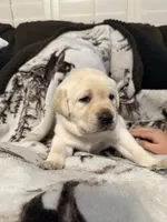 Sandy, a female Labrador Retriever for sale in Cabazon, CA – 4 of 4