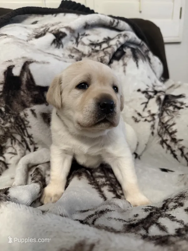 Sandy – Labrador Retriever puppy for sale in Cabazon, CA