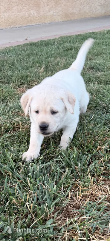 Sandy – Labrador Retriever puppy for sale in Cherry Valley, CA