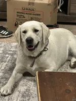 Sandy, a female Labrador Retriever for sale in Cherry Valley, CA – 7 of 8