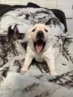 Sandy, a female Labrador Retriever for sale in Cabazon, CA – 3 of 4
