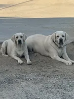 Lily, a female Labrador Retriever for sale in Cherry Valley, CA – 5 of 8