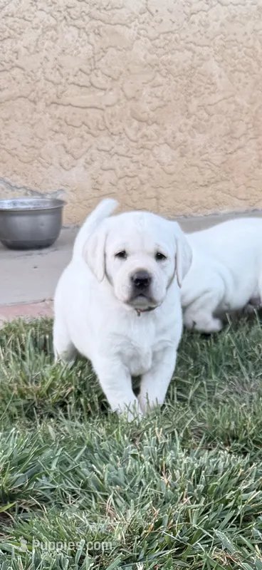 Snow – Labrador Retriever puppy for sale in Cherry Valley, CA