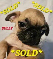 *SULLY* ~SOLD~, a male Pug for sale in Muskogee, OK – 1 of 1