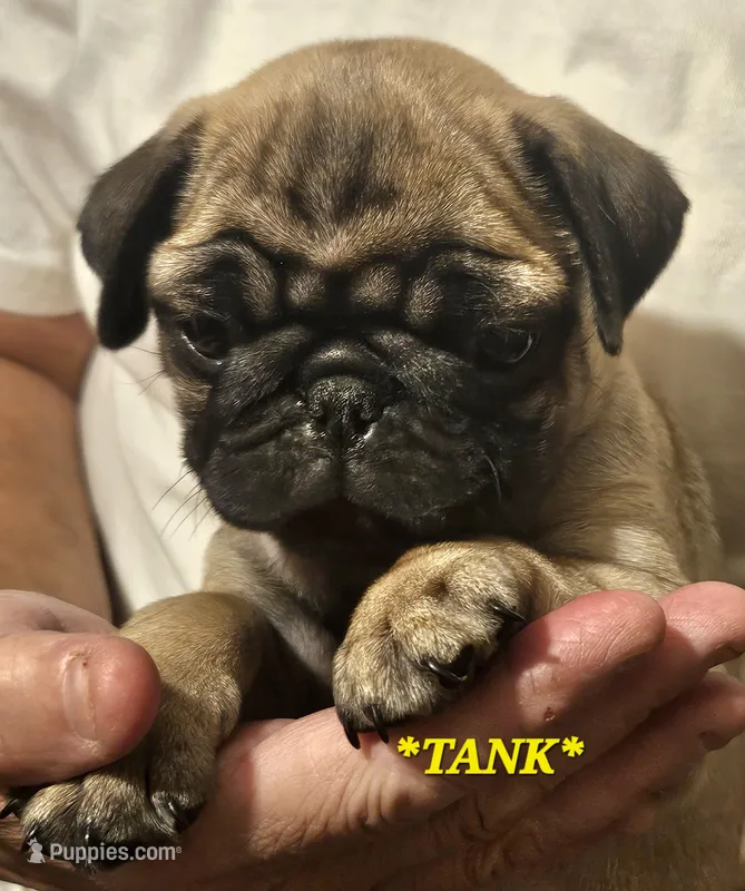 *TANK* – Pug puppy for sale in Muskogee, OK