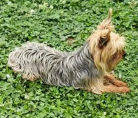 Vic, a male Yorkshire Terrier for sale in Muskogee, OK – Photo 3 of 3