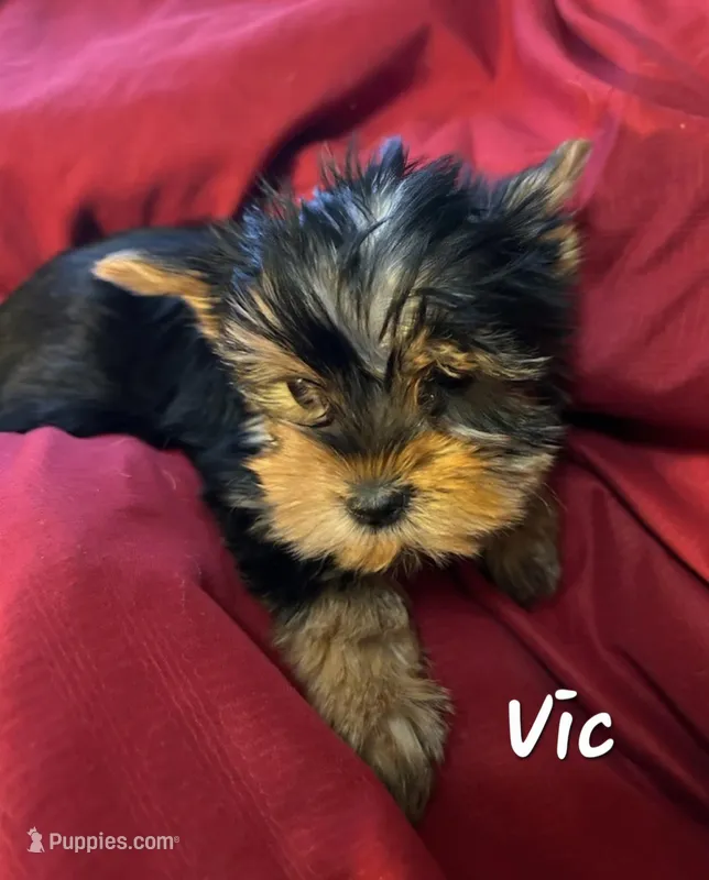 Vic