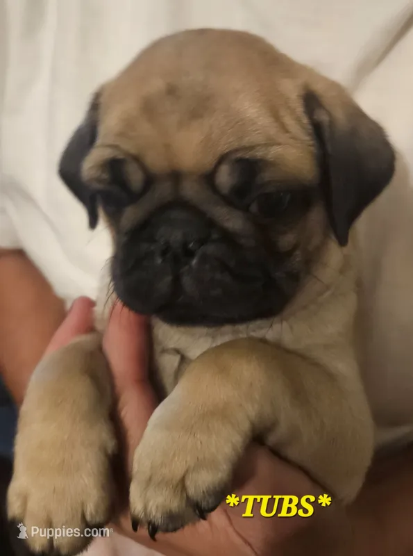 *TUBS* – Pug puppy for sale in Muskogee, OK
